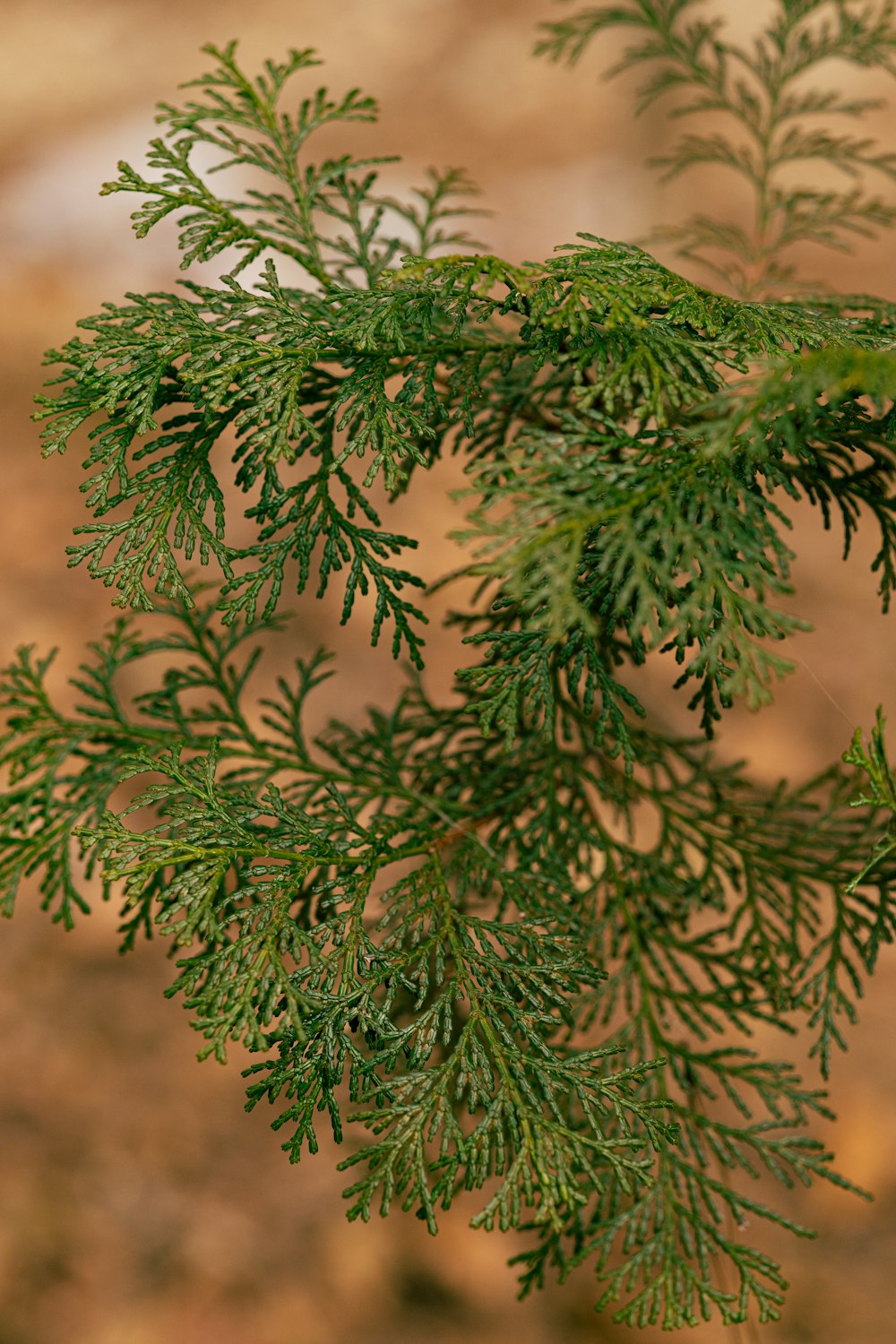 a close up of a green tree branch