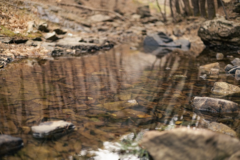 a stream running through a forest filled with rocks