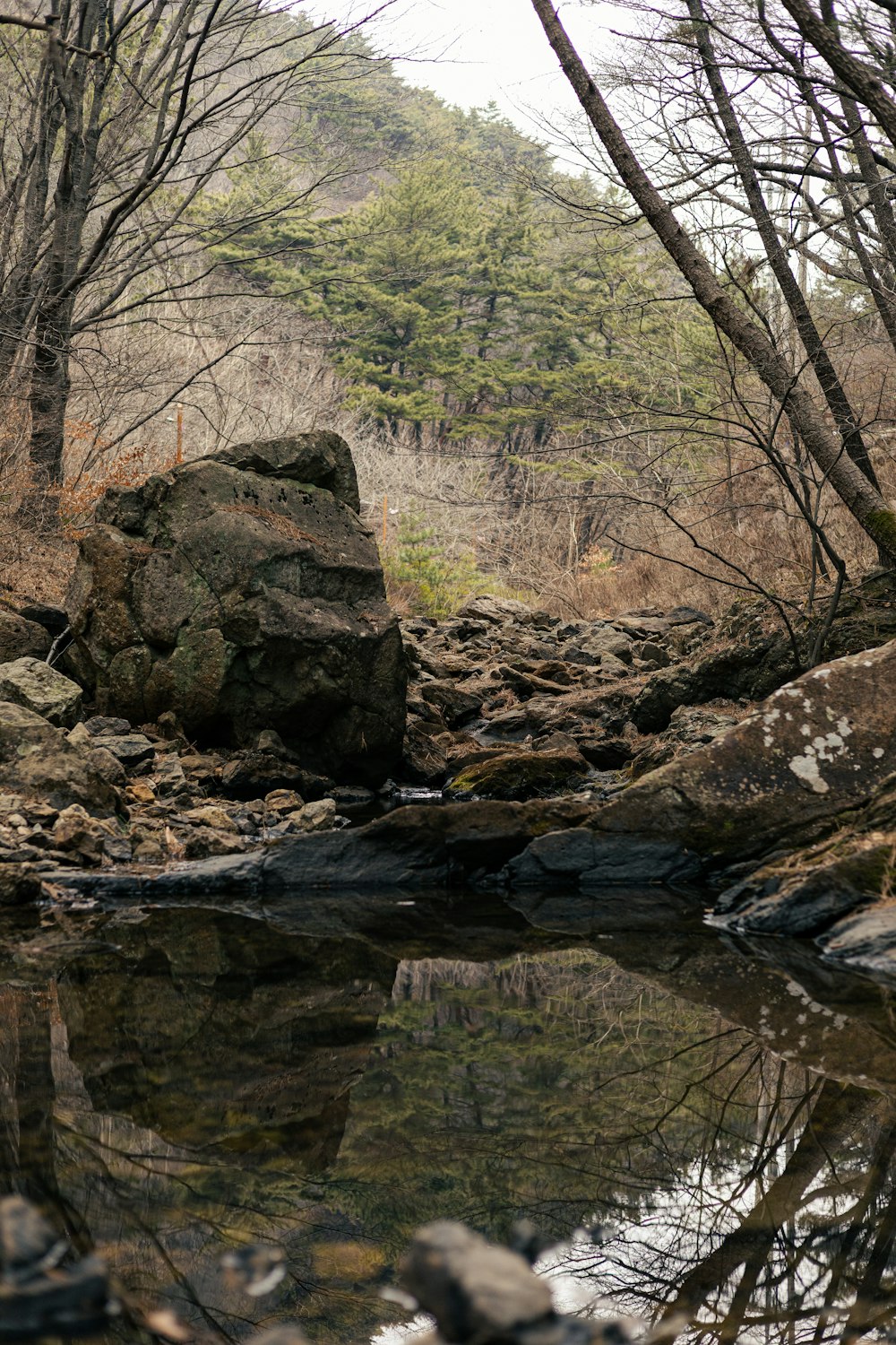 a stream running through a forest filled with rocks