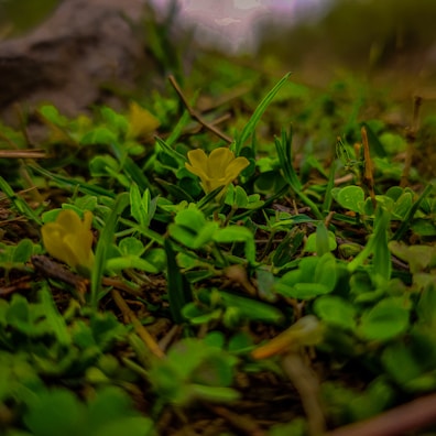 Close-up of colorful pixel-art style textures enhancing Minecraft's grass and flowers.
