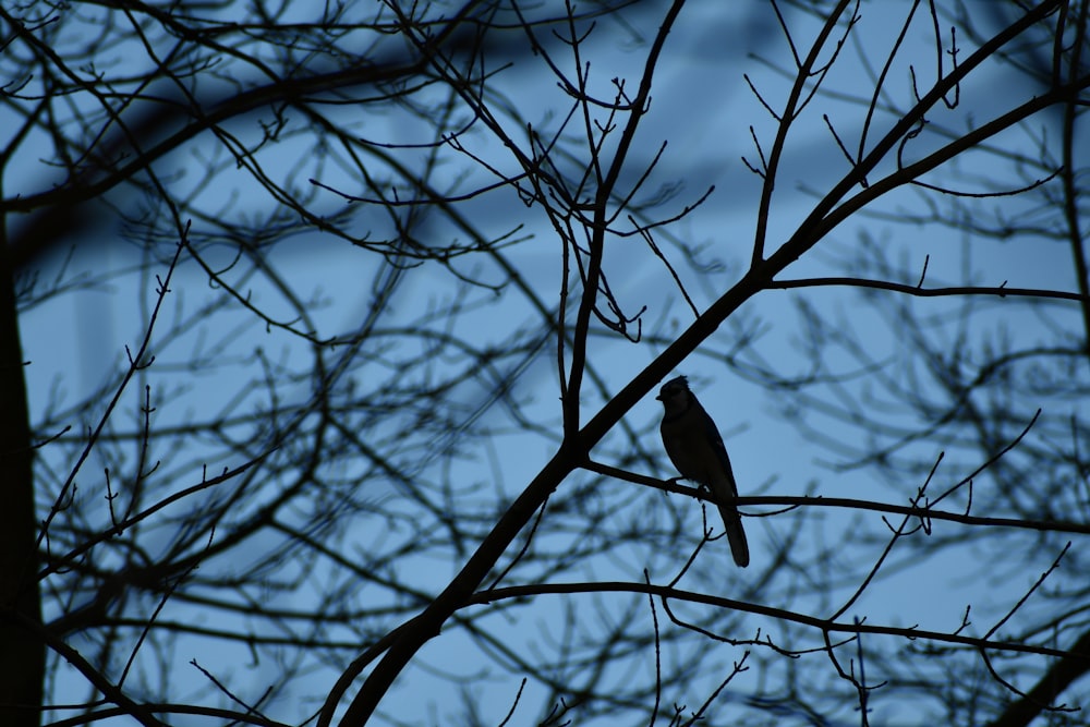 a bird is sitting on a branch of a tree