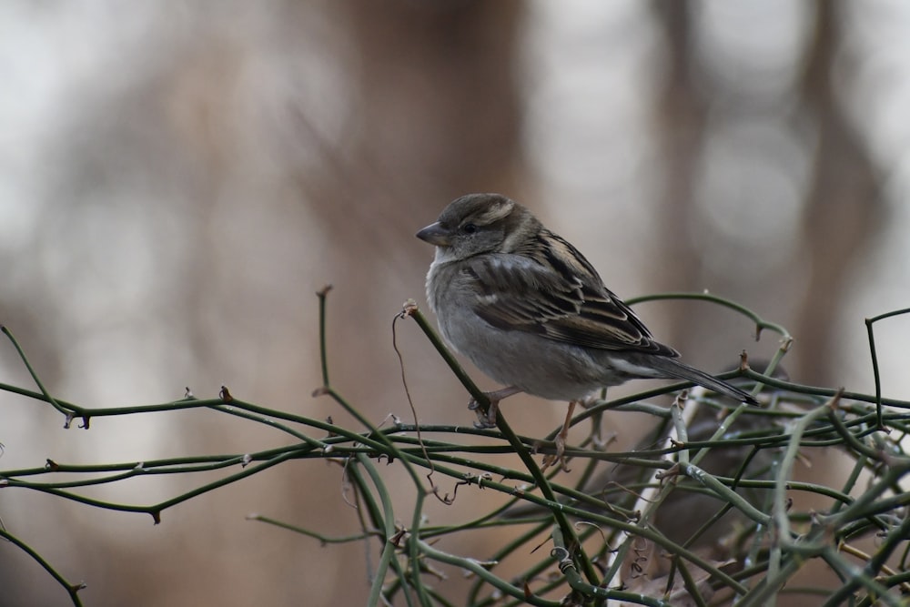 a small bird perched on top of a tree branch