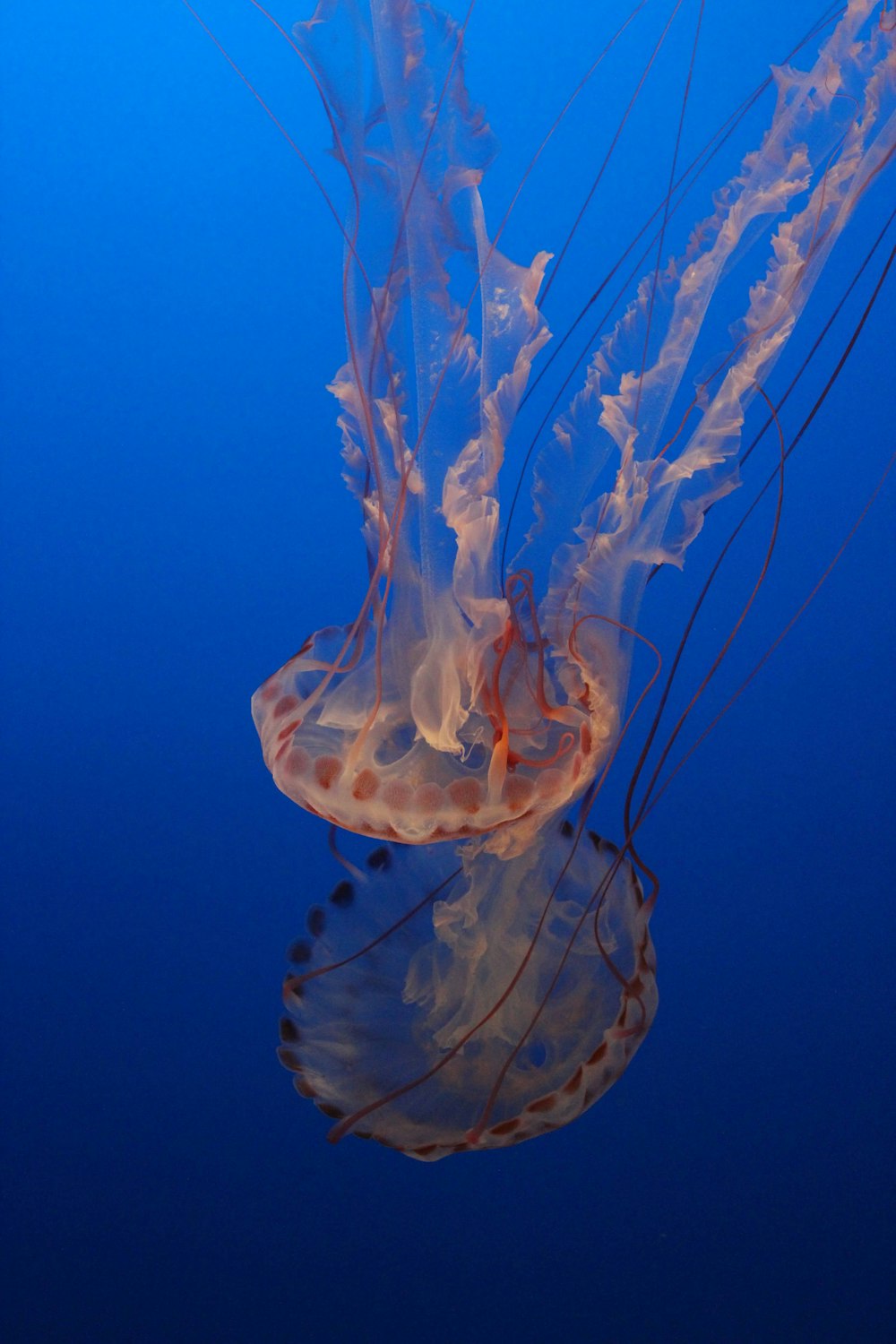 Una medusa che nuota nell'acqua blu