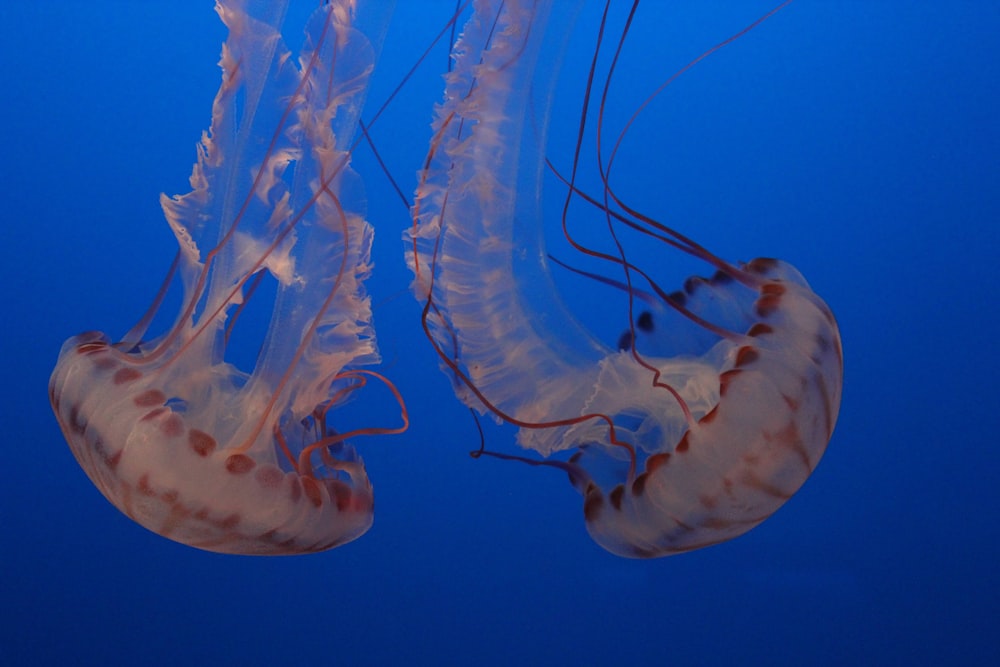 Un par de medusas nadando en el océano