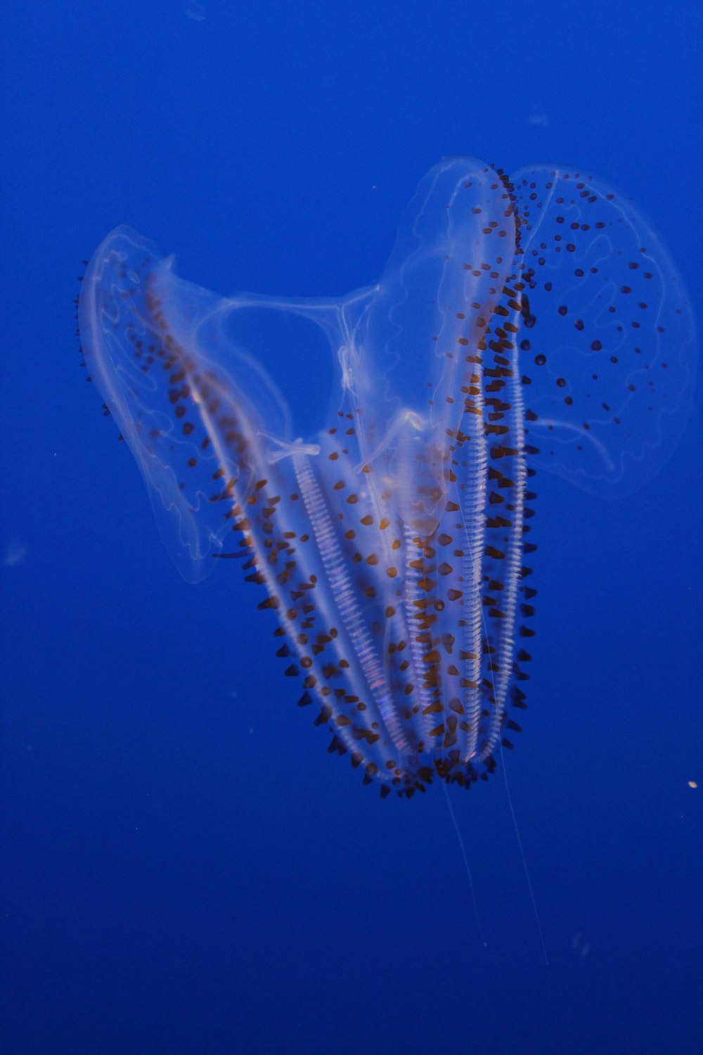 eine Qualle, die im blauen Wasser schwimmt