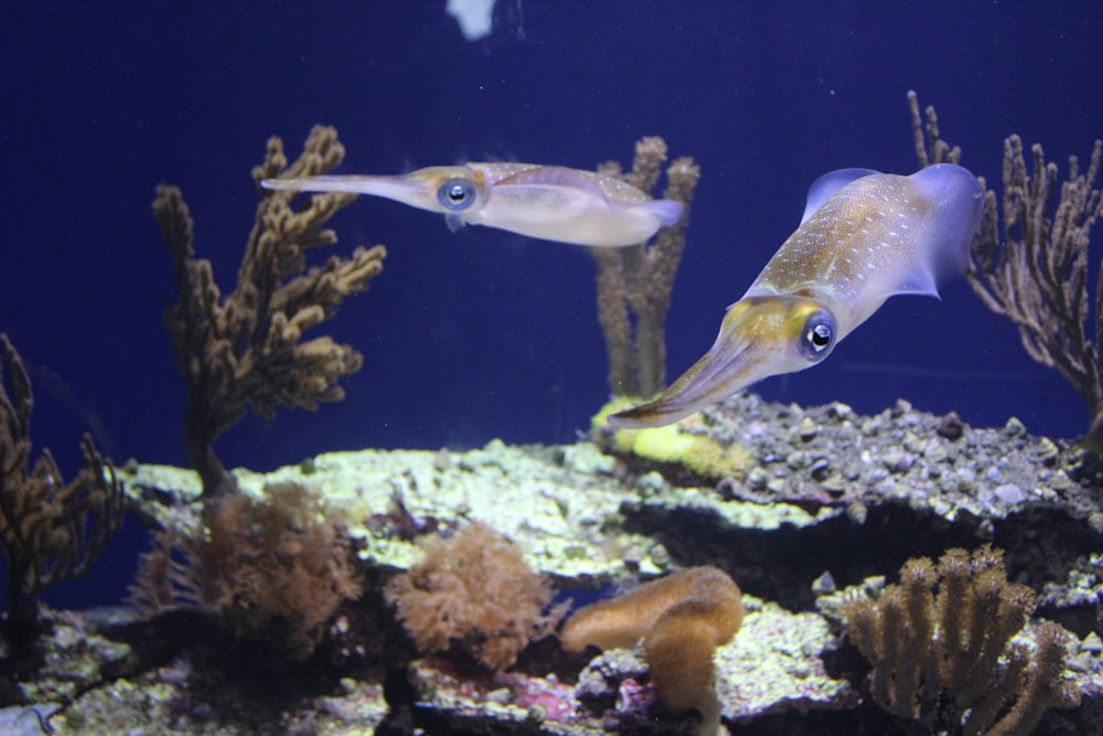 ein paar Fische, die in etwas Wasser schwimmen