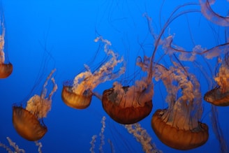 A group of jellyfish drifting gently near the ocean surface with sunlight filtering through.