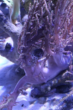 A complex arrangement of marine life displaying coral structures with intricate, branched formations. The coral appears to be in a controlled aquarium environment, with a variety of colors and shadows adding depth to the image.