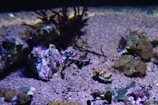 A small, colorful cuttlefish is positioned in the center, surrounded by various types of coral and aquatic plants on a sandy ocean floor. The environment appears vibrant and diverse, showcasing underwater life in detail.