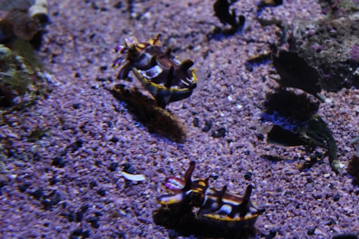 Two small, colorful marine creatures with distinct patterns and shades of brown, yellow, and white appear to be moving across a sandy and grainy ocean floor. The environment is dimly lit, with shadows providing contrast against the textured surface.