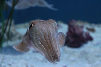 Close-up of a biomimetic aquatic robot navigating underwater.