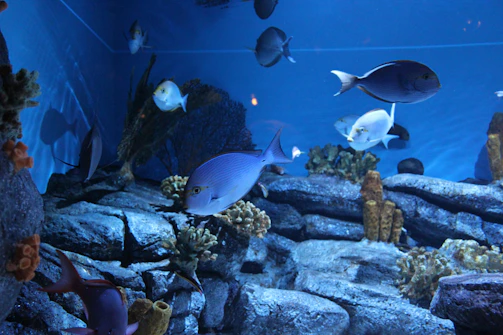 A vibrant close-up photo of colorful tropical fish swimming among aquatic plants.