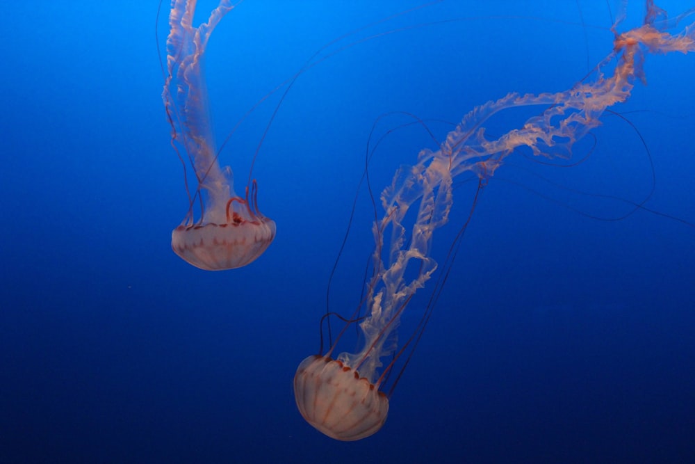 two jellyfish swimming in the blue water