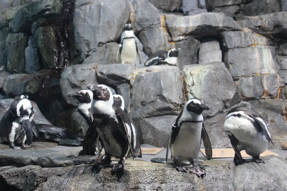a group of penguins standing on top of a rock