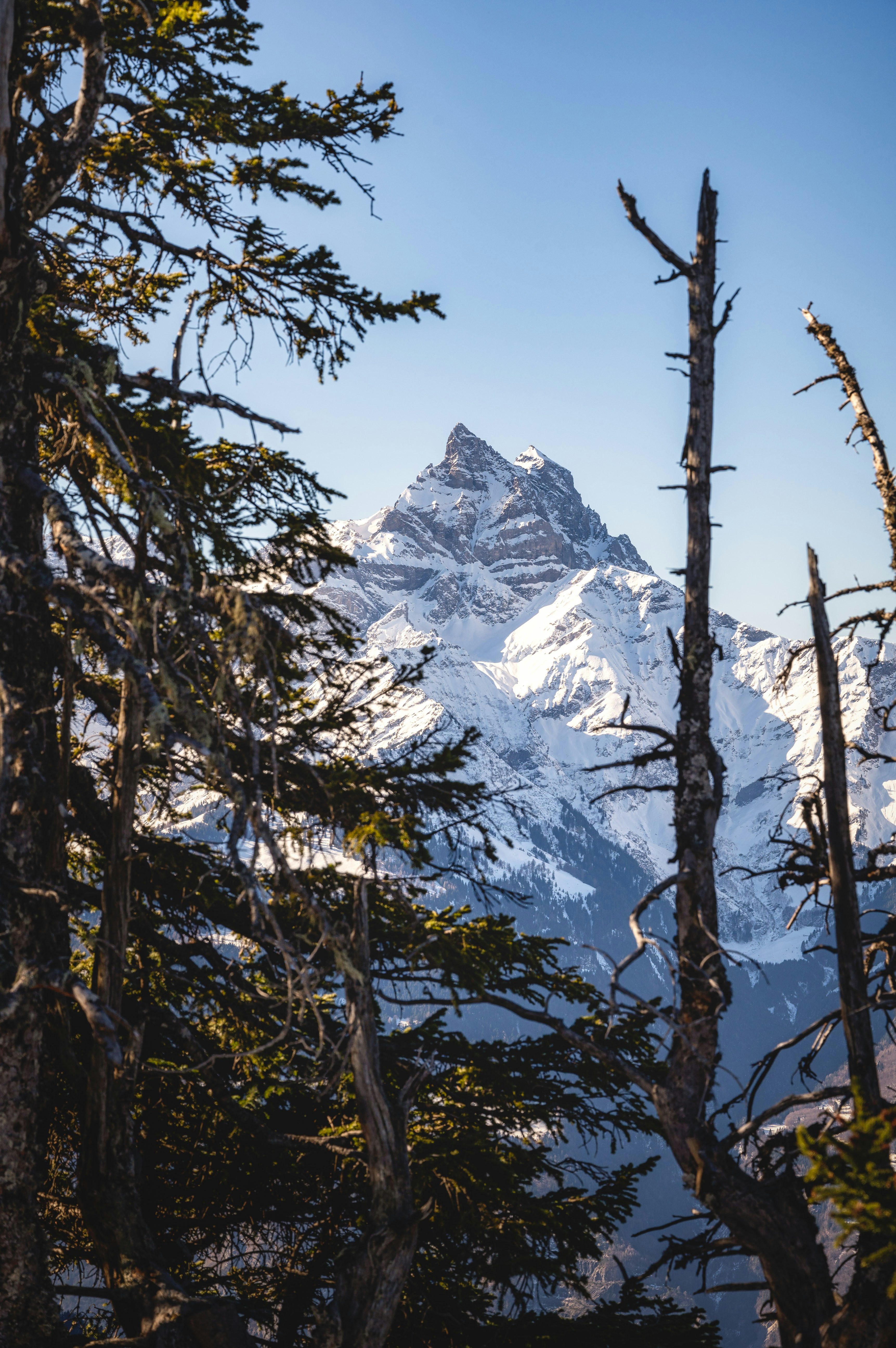 una vista di una montagna coperta di neve attraverso alcuni alberi