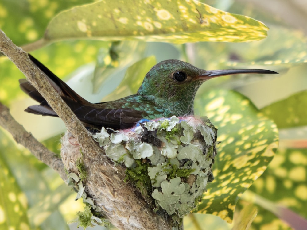 a bird sitting on top of a nest in a tree