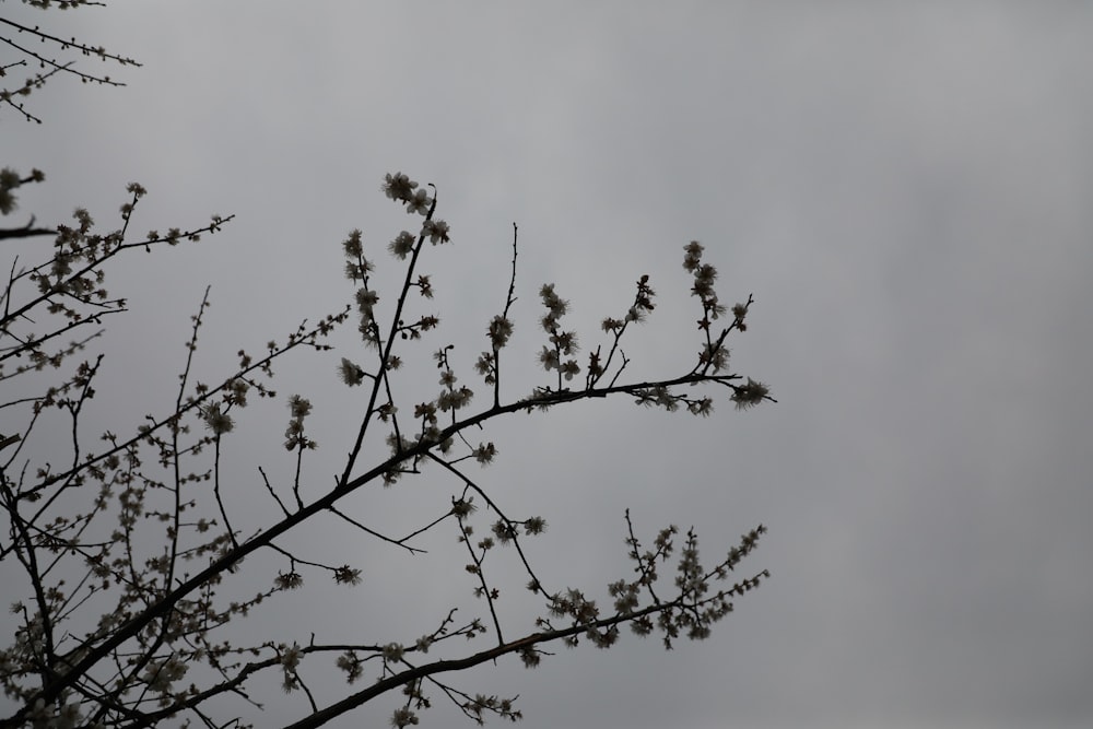 una rama de árbol con pequeñas flores contra un cielo nublado