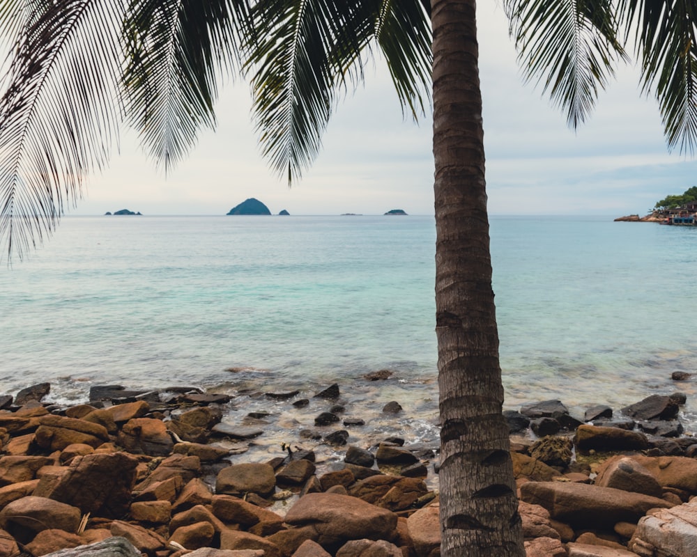 a palm tree sitting on top of a rocky beach