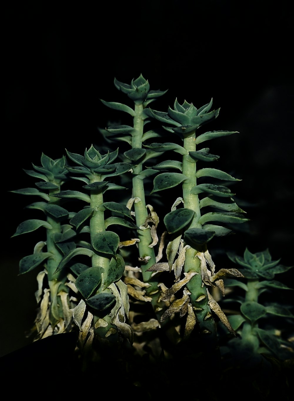 a close up of a plant with green leaves