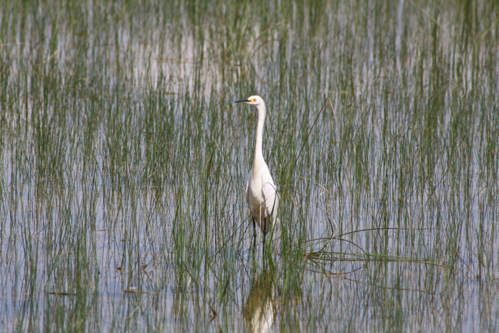 a white bird is standing in the water