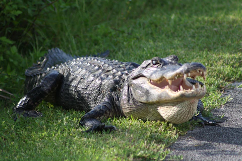 a large florida alligator laying on top of a lush green field