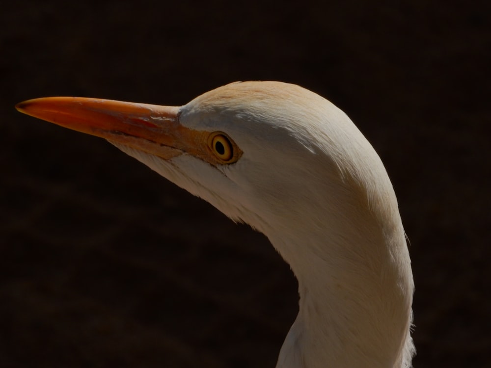 a close up of a white bird with an orange beak