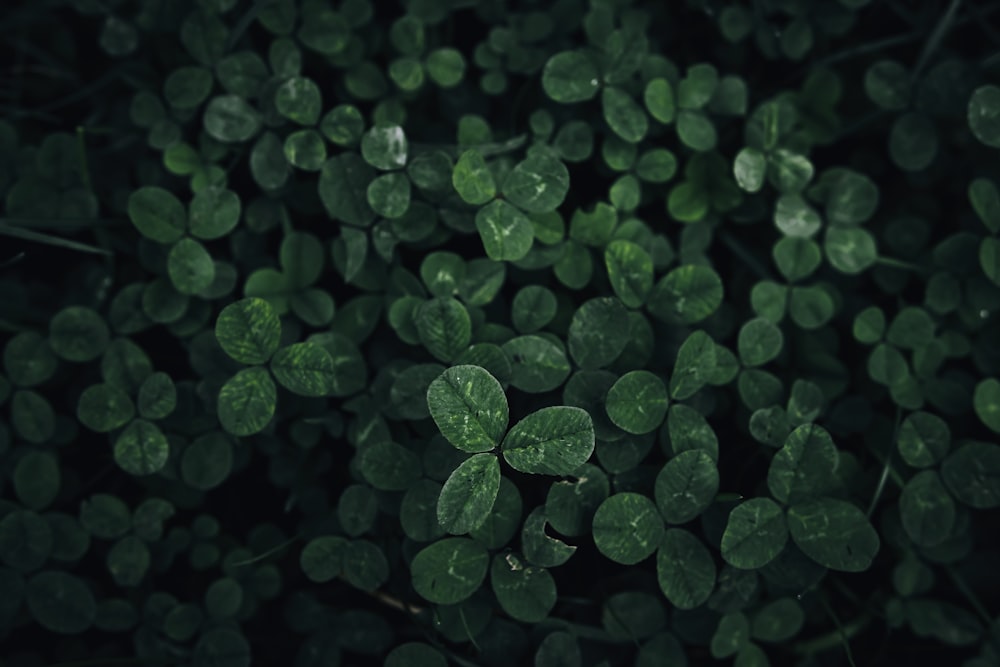 a close up of a bunch of green leaves