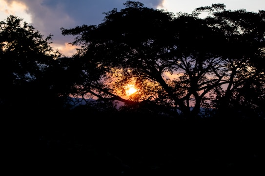 The image captures a silhouette of a large tree with intricate branches set against a vibrant sunset. The sun is partially visible behind the tree, casting an orange and pink glow. The sky is a mix of dark clouds and fading daylight, creating a dramatic and serene landscape.