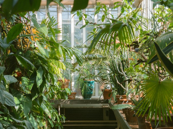 A lush greenhouse filled with a variety of green plants and natural light streaming through large windows. Potted plants of different species are arranged on multiple levels, creating a dense and vibrant foliage. The light creates a serene ambiance, highlighting the textures and shades of the leaves.