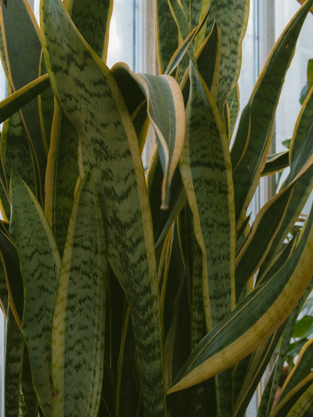 a close up of a plant with green leaves