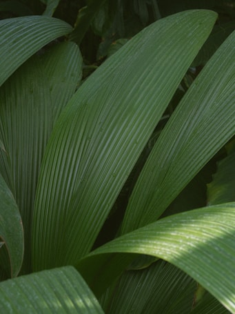 Large, lush green leaves with visible ridges and water droplets on the surface, indicating freshness and a natural environment.
