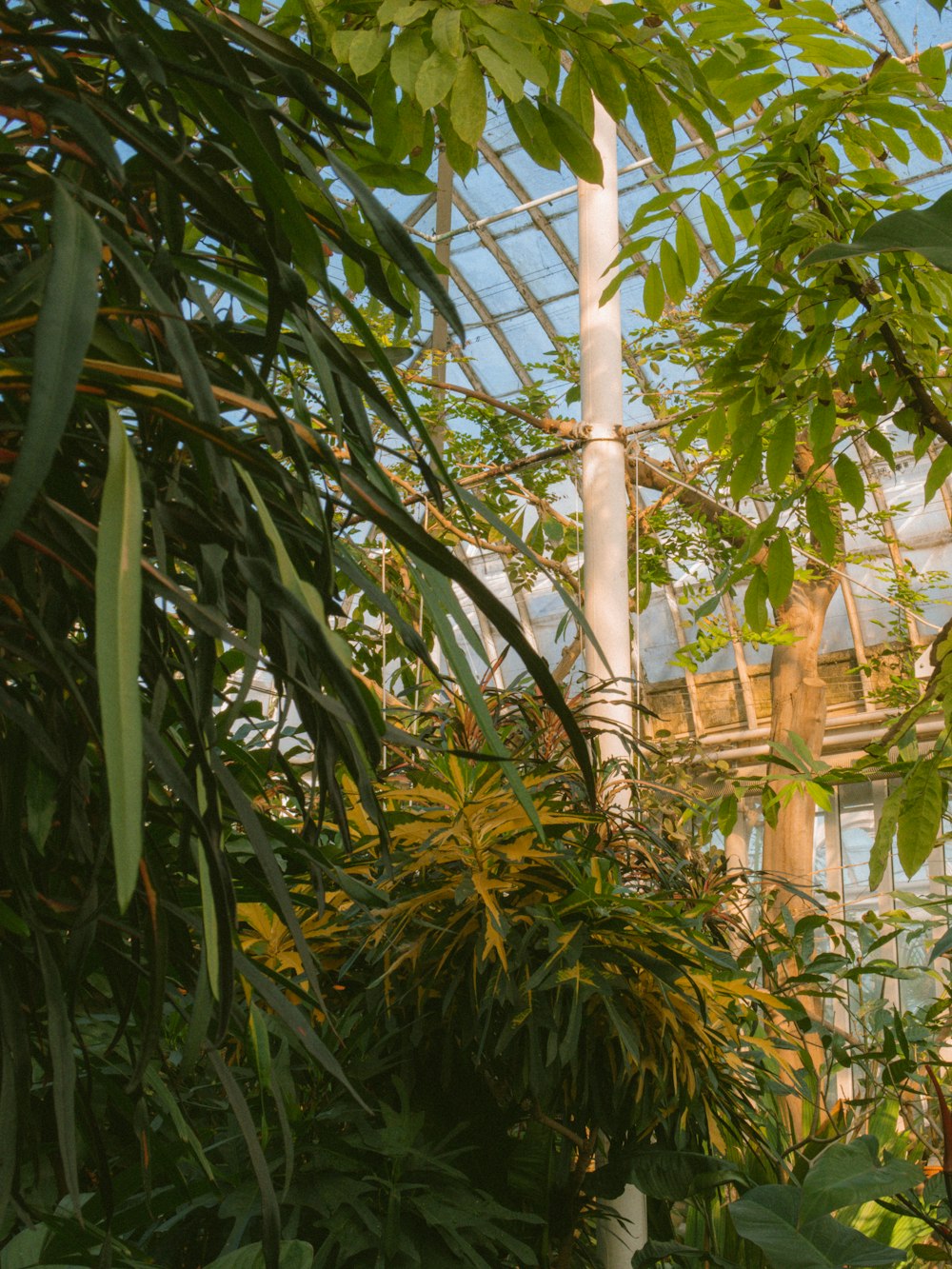 a view of the inside of a tropical greenhouse