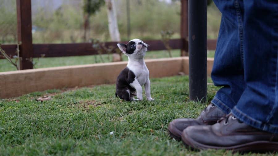 A small puppy looking up attentively at their owner during a name training session