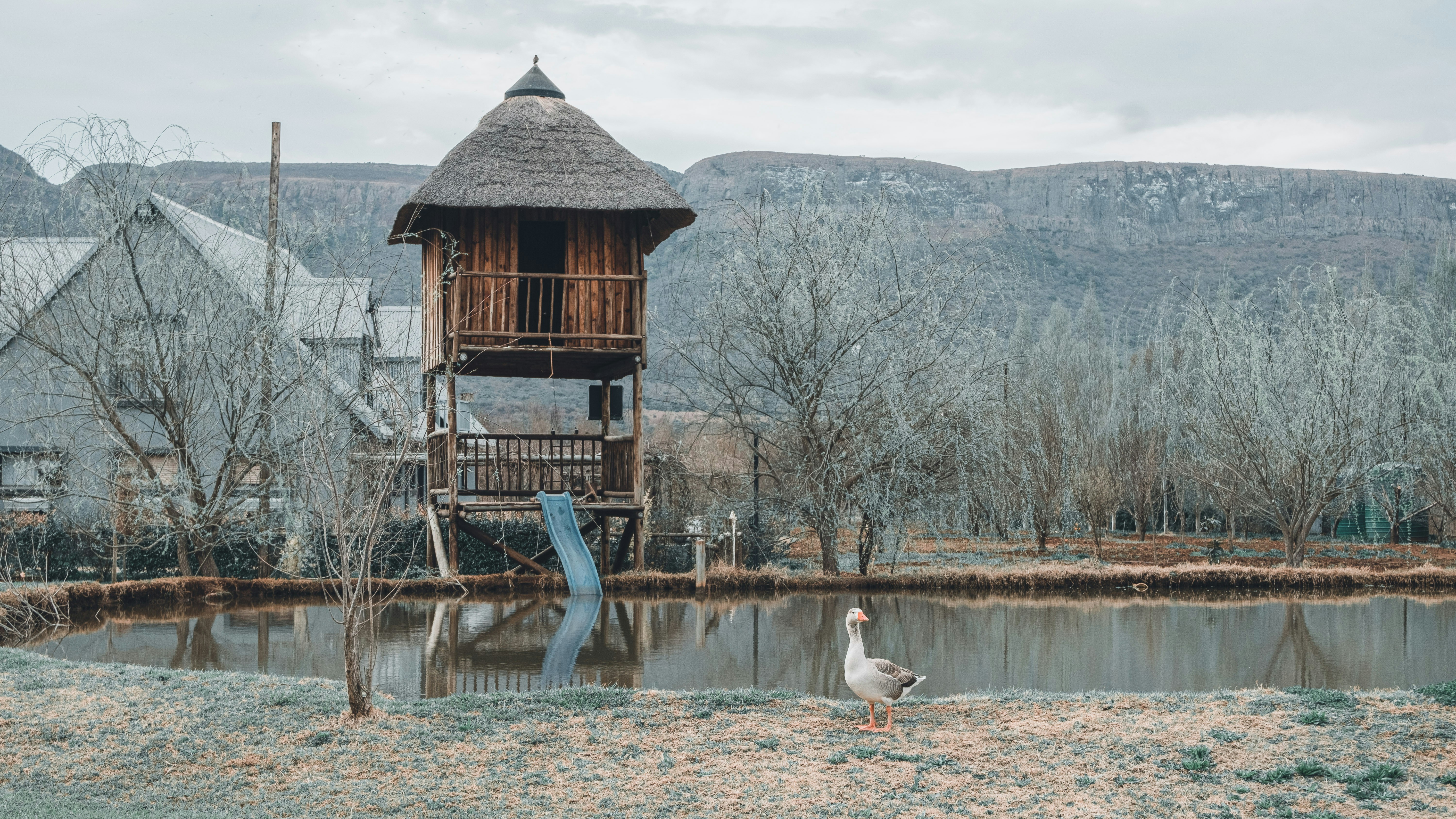 a bird is standing in front of a pond