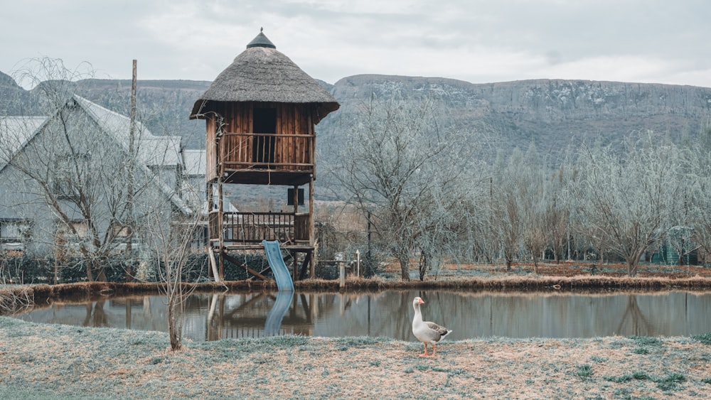 a bird is standing in front of a pond