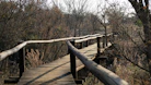 a wooden bridge in the middle of a wooded area