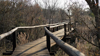 a wooden bridge in the middle of a wooded area
