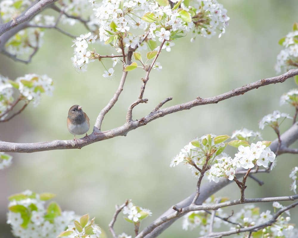 a small bird sitting on a branch of a tree