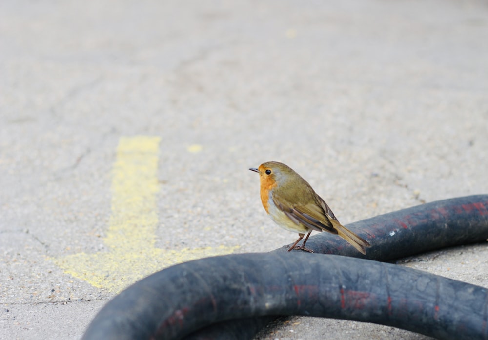 a small bird sitting on top of a black pipe