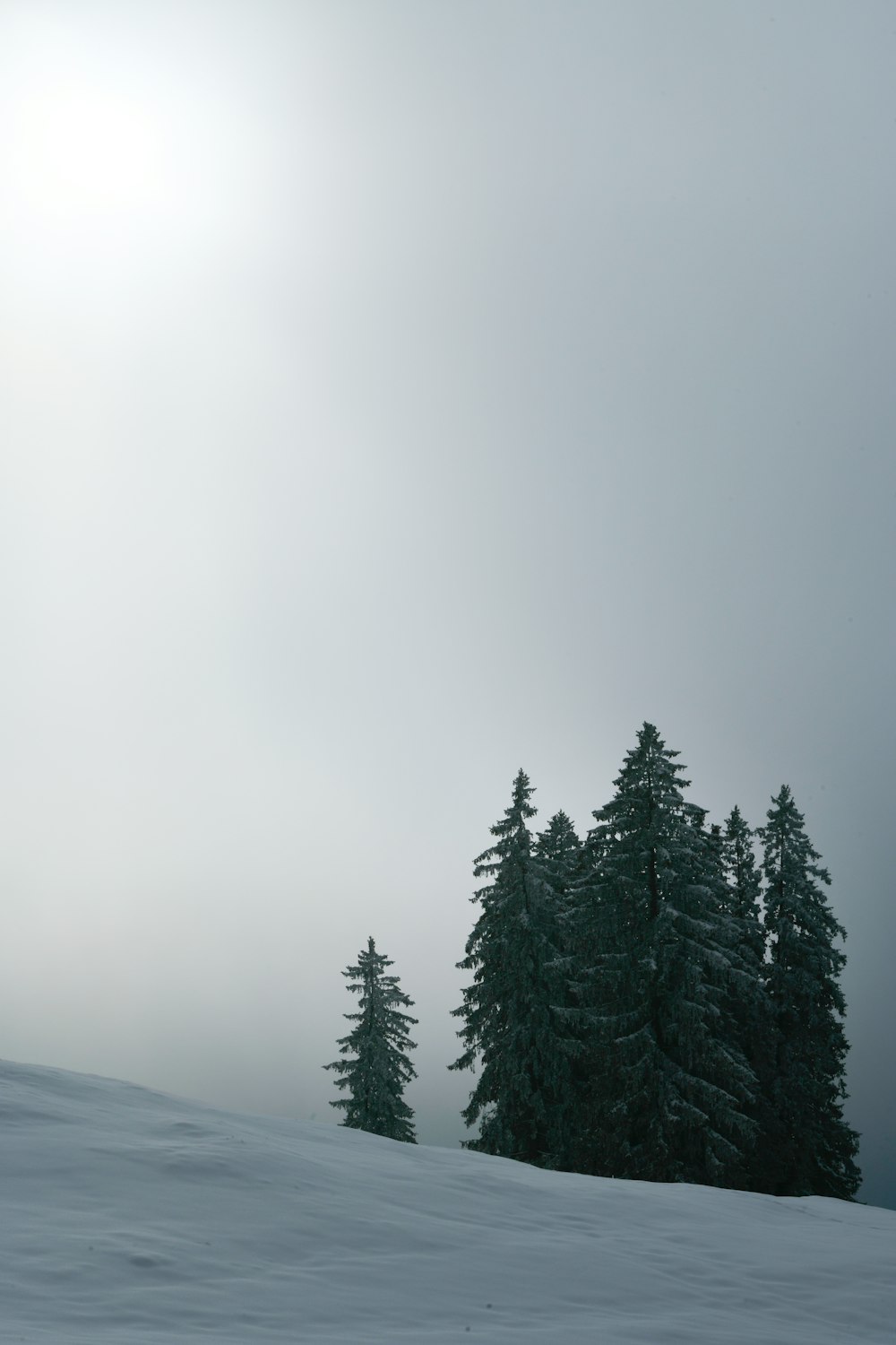 a snow covered hill with trees in the background