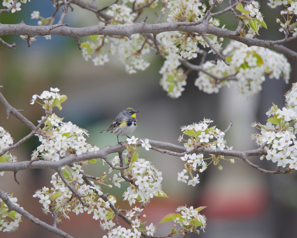 a small bird sitting on a branch of a tree