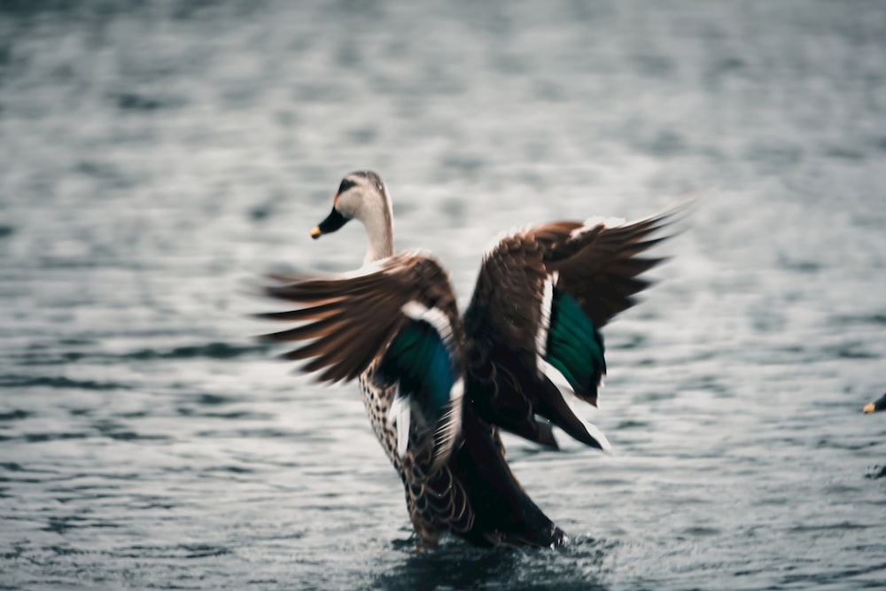 a duck flapping its wings in the water