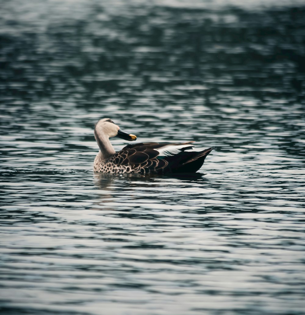 a duck floating on top of a body of water