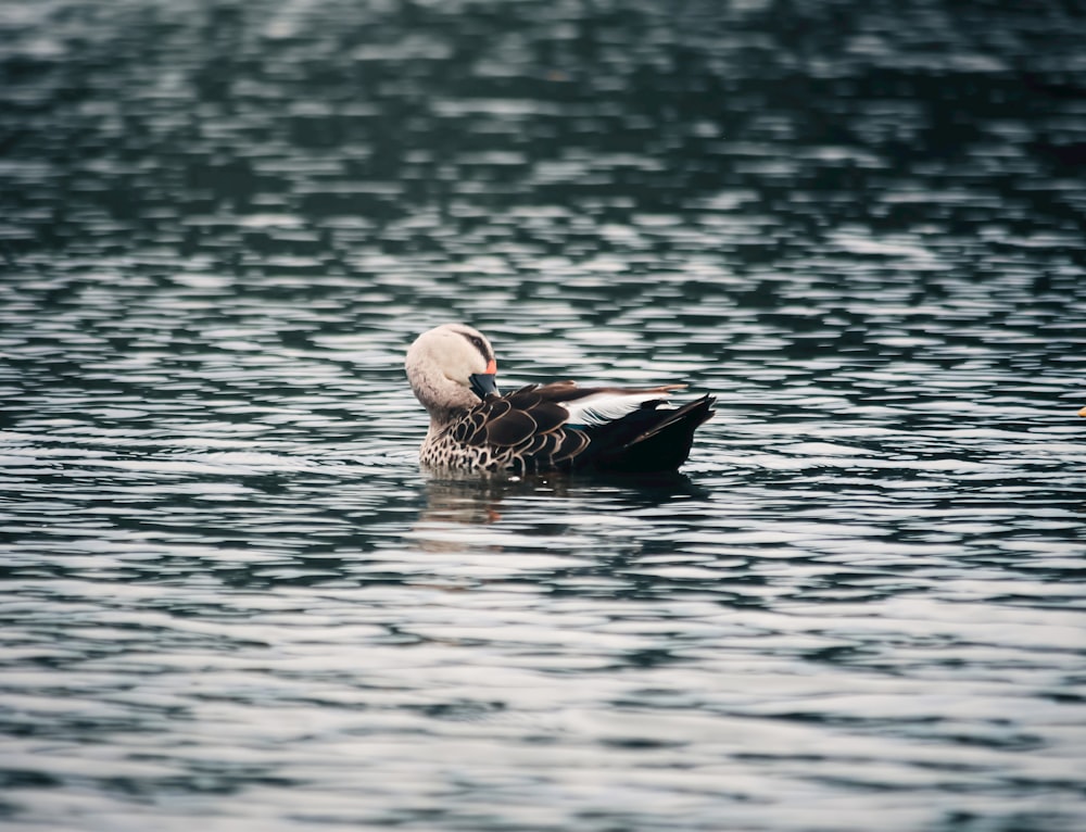 a duck floating on top of a body of water