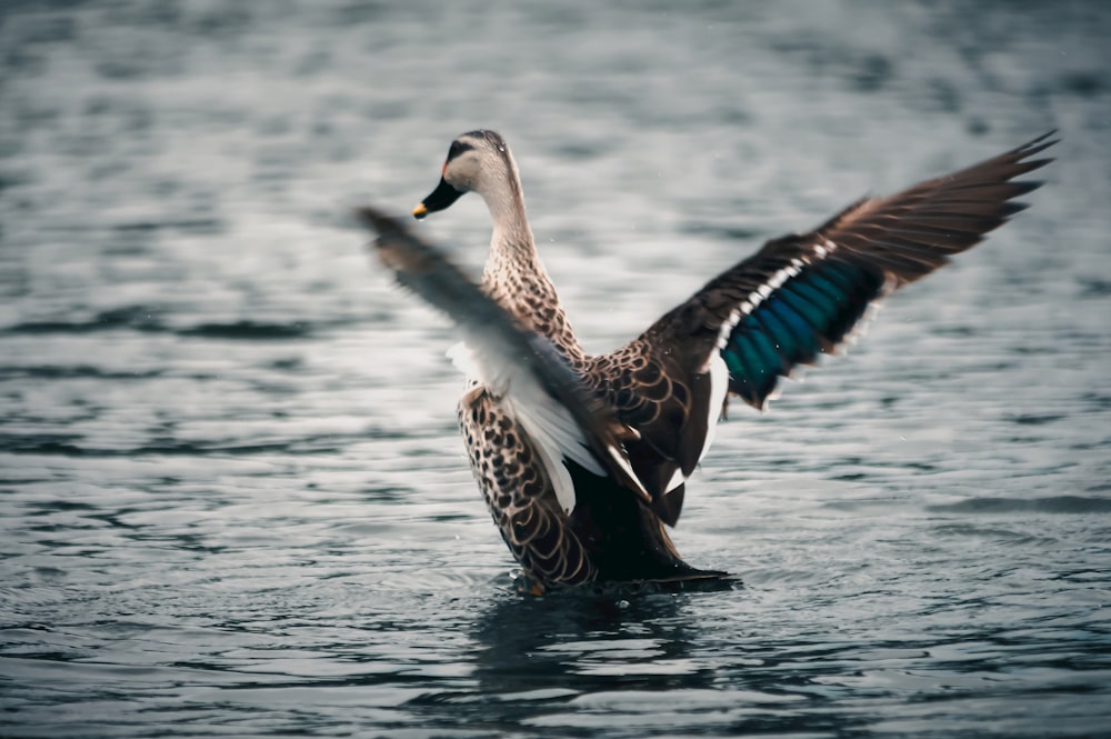 a duck flapping its wings in the water