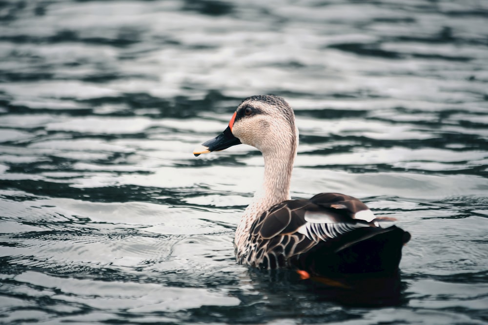 a duck floating on top of a body of water