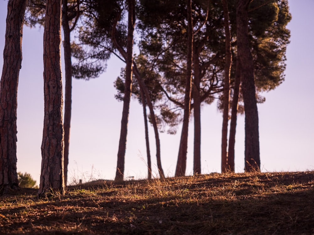 a group of trees on a hill with a blue sky in the background