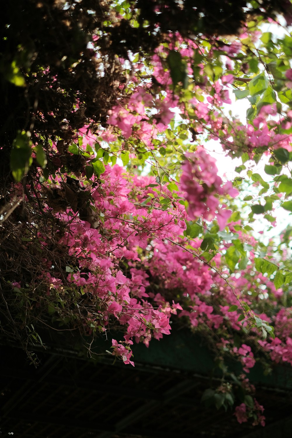 a bunch of pink flowers that are on a tree