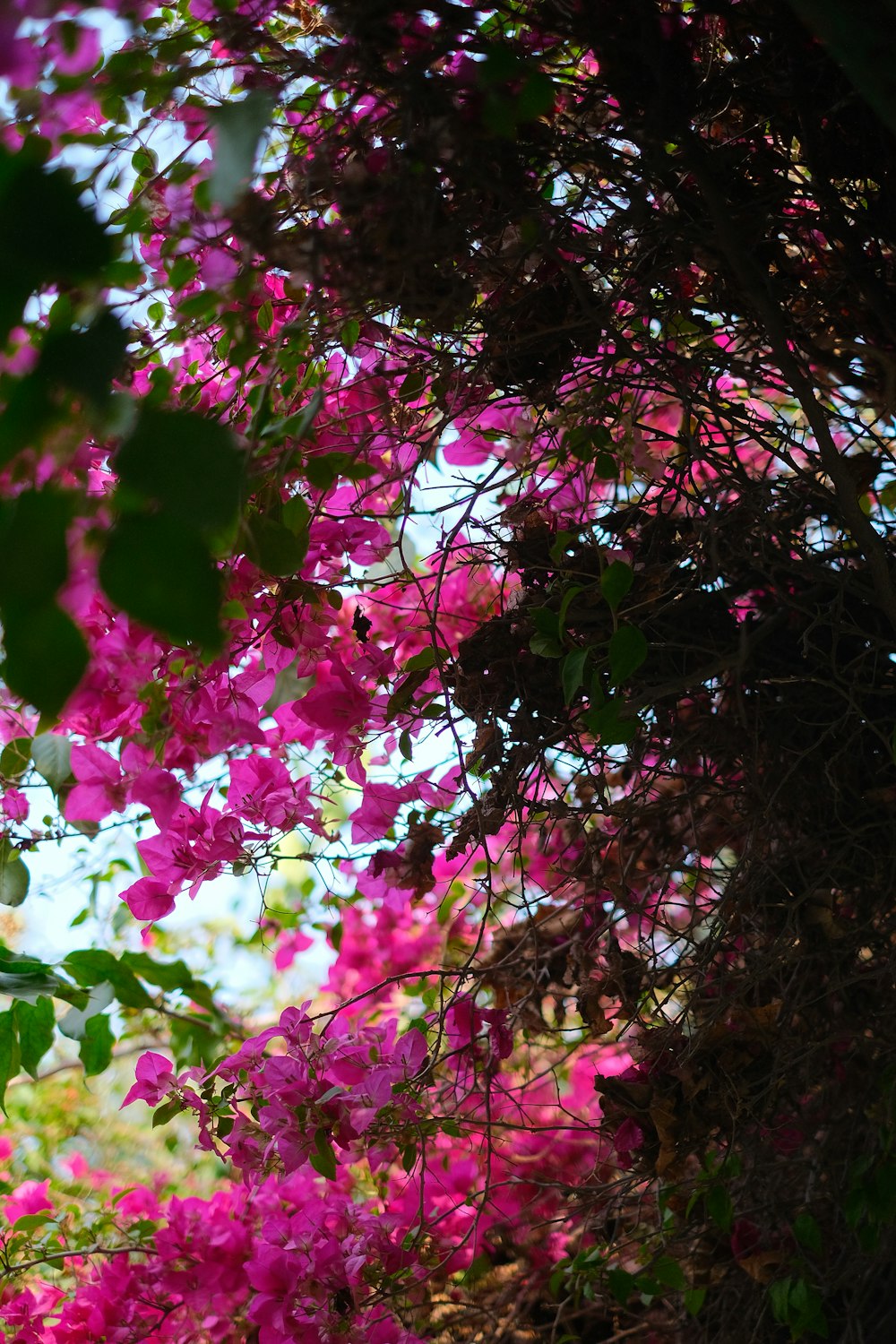 a bunch of pink flowers that are on a tree