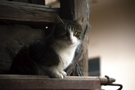 A cat with a white and tabby coat sits on a wooden platform. Its green eyes gaze attentively at the camera, and its ears are perked up, suggesting alertness. The background is blurred, focusing attention on the cat.